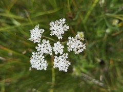 Ligusticum nematophyllum
