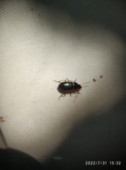 Coleoptera