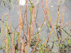 Drosera filiformis