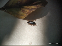 Coleoptera