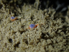 Cystiscus