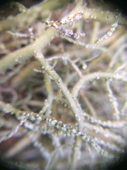 Usnea ceratina