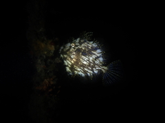 Chaetodermis penicilligerus