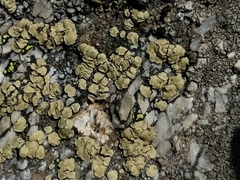 Lecanora alpigena