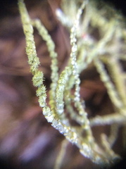 Usnea ceratina