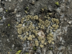 Lecanora alpigena