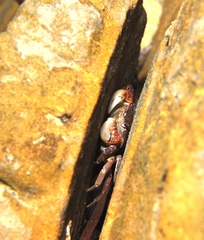 Cyclograpsus granulosus