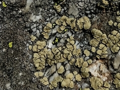 Lecanora alpigena