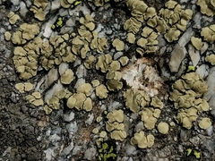Lecanora alpigena