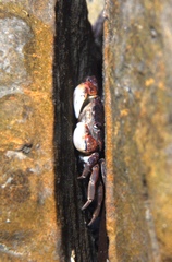 Cyclograpsus granulosus