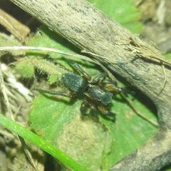 Phlegra fasciata