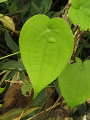 Dioscorea coriacea