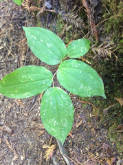 Prosartes smithii