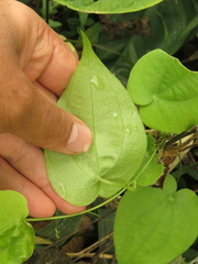 Dioscorea coriacea