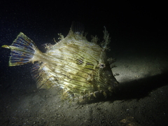 Chaetodermis penicilligerus