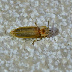 Lampyris germariensis