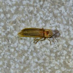 Lampyris germariensis