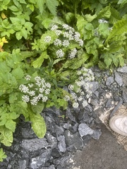 Aegopodium podagraria