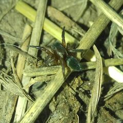 Phlegra fasciata