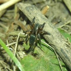Phlegra fasciata