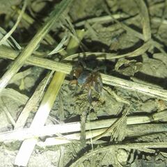 Phlegra fasciata