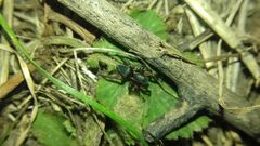 Phlegra fasciata