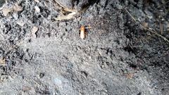 Rhagonycha fulva