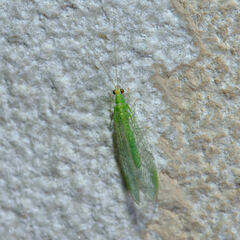 Pseudomallada flavifrons