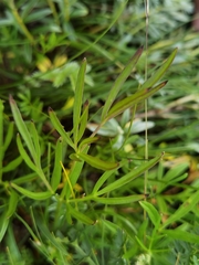Ligusticum nematophyllum