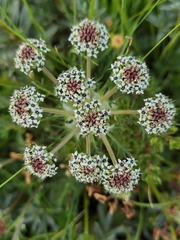 Ligusticum thomsonii