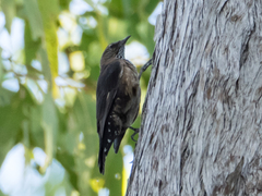 Climacteris melanurus