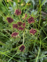 Ligusticum thomsonii