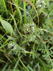 Ligusticum thomsonii