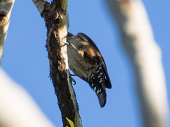 Climacteris melanurus