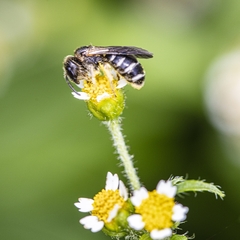 Halictus maculatus