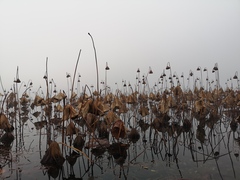 Nelumbo nucifera