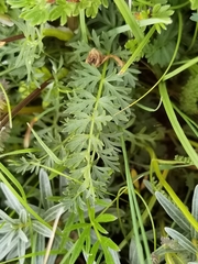 Ligusticum thomsonii