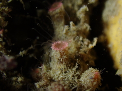 Microzoanthus