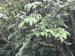 Rhamnus nakaharai