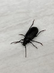 Prionus insularis