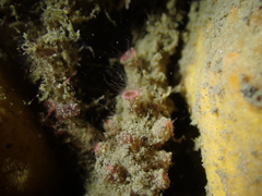 Microzoanthus
