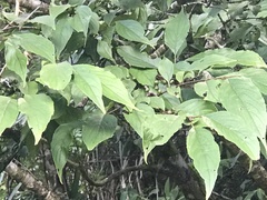 Rhamnus nakaharai