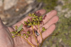 Eucalyptus baudiniana