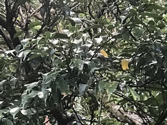 Rhamnus nakaharai