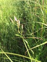 Lactuca pulchella