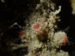 Microzoanthus