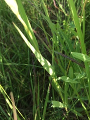 Lactuca pulchella