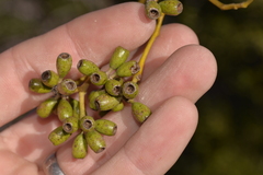 Eucalyptus baudiniana