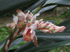 Alpinia calcarata