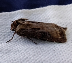 Agrotis vancouverensis